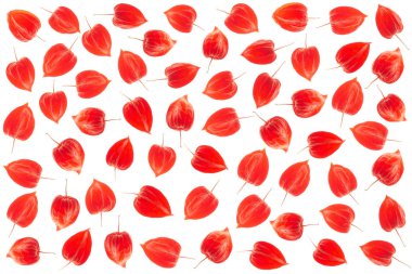 Physalis arka plan