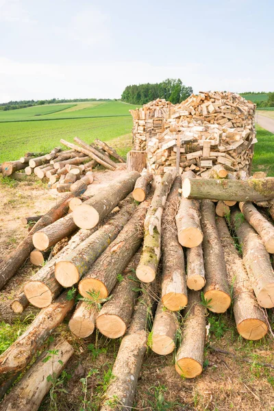 Деревина колод на лісозаготівельному майданчику — стокове фото