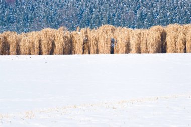 Karda Miscanthus tarlası