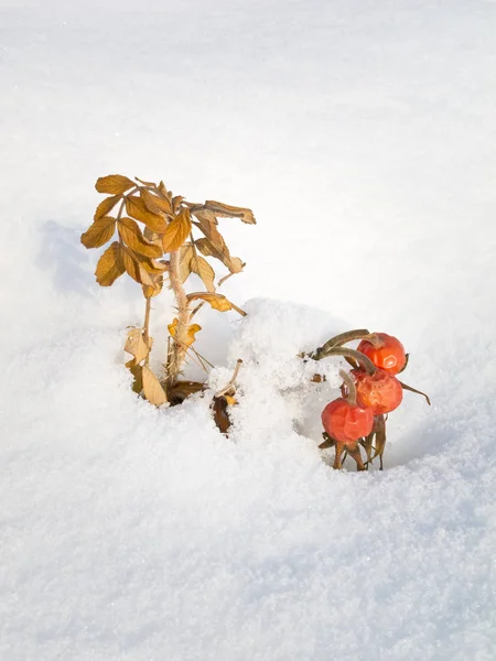 Hawks in the snow — стоковое фото