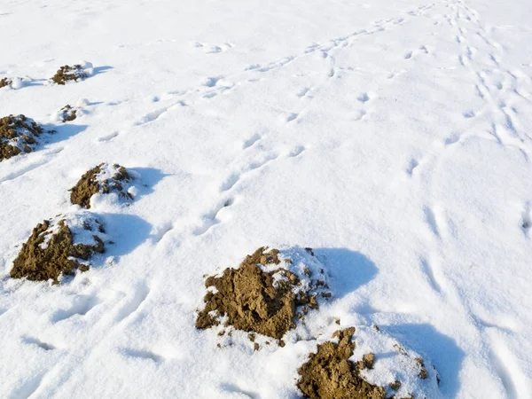 Molehills en la nieve — Foto de Stock