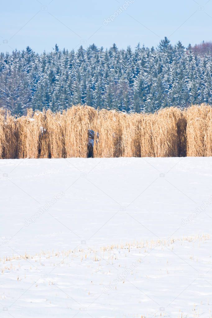 Miscanthus field in the snow