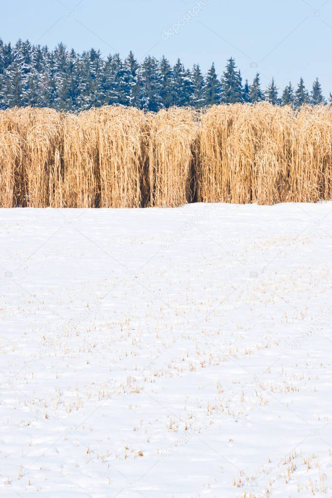 Miscanthus field in the snow