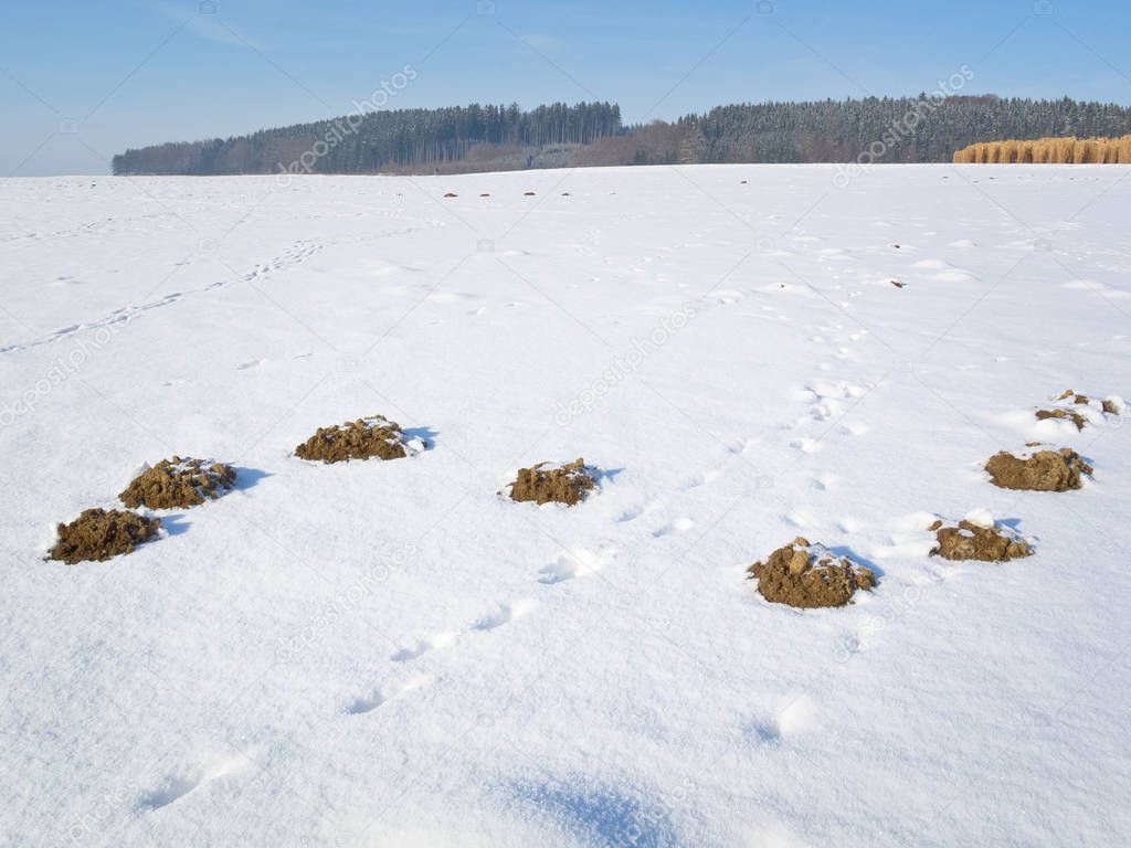 Molehills in the snow