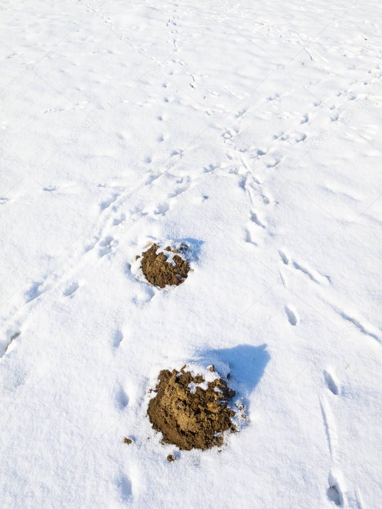 Molehills in the snow