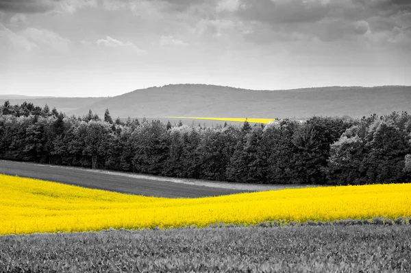 Campos de canola amarelo brilhante — Fotografia de Stock