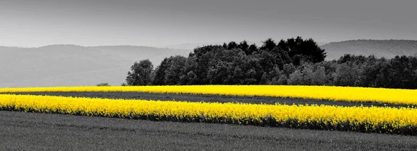 Leuchtend gelbe Rapsfelder — Stockfoto