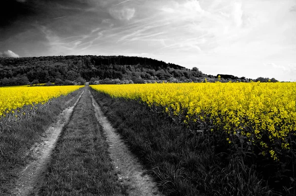 Campos de canola amarelo brilhante — Fotografia de Stock