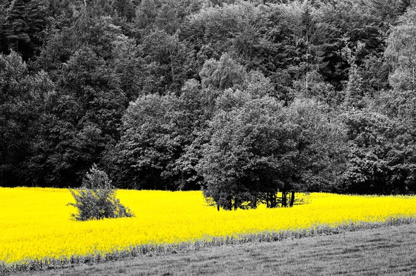 Campos de canola amarillo brillante — Foto de Stock