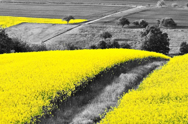 Campos de canola amarelo brilhante — Fotografia de Stock