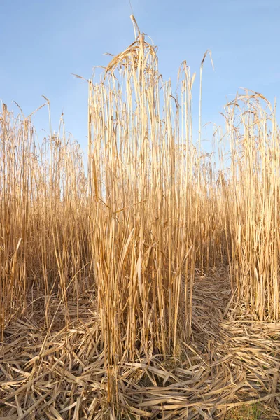 Feld aus ausgewachsenem reifen Elefantengras — Stockfoto