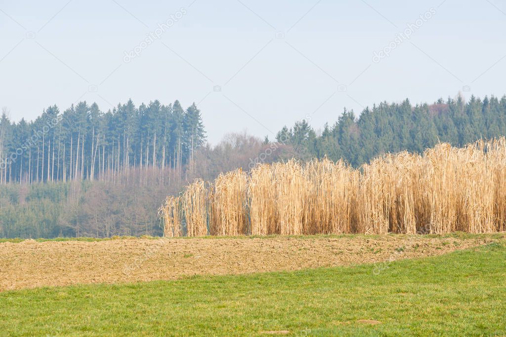 Field of fully grown hibernated mature elephant grass