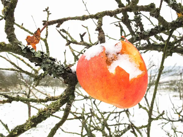 Зимний аппель — стоковое фото