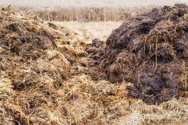 Tarlada büyük bir çöp yığını