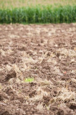 Sürünen bir tarlayı sakallı gübreyle kapatın.