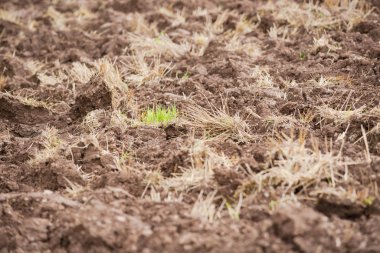 Sürünen bir tarlayı sakallı gübreyle kapatın.