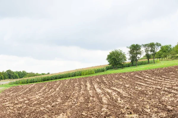 Campo com palha mulch — Fotografia de Stock