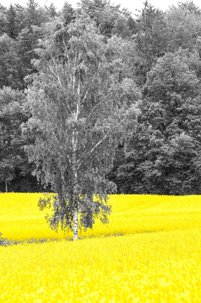 Brilhando Campos Colza Oleaginosas Amarelas Uma Paisagem Preto Branco Com — Fotografia de Stock