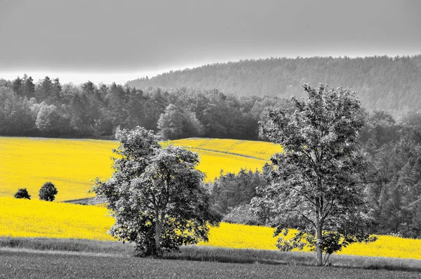 Campos de canola amarelo brilhante — Fotografia de Stock