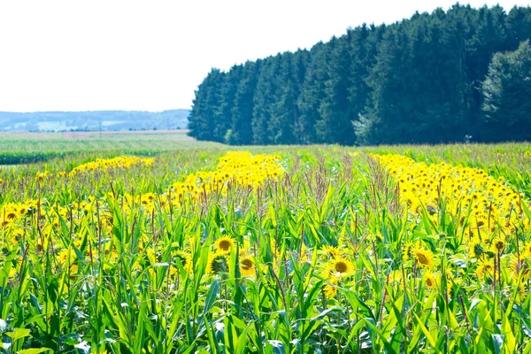 Cornfield com girassóis — Fotografia de Stock