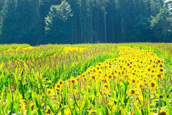 玉米地里用向日葵 — 图库照片