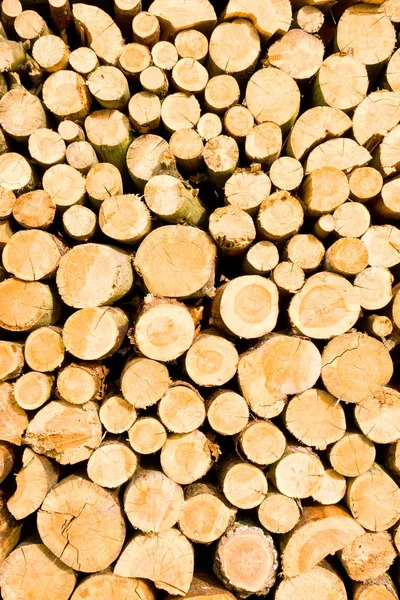 Timber logs on a lumberyard — Stock Photo, Image