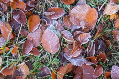 Rimy sonbahar yaprakları