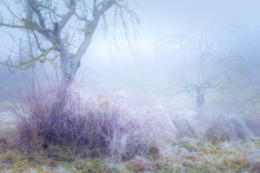 Rimy Meadow Bahçesi