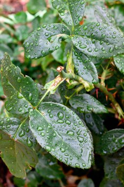 Su Damlalarıyla Yeşil Yapraklar, Sonbahar Renkleri