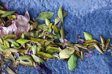 Ağaç Yaprakları Sonbaharda Yere Düşüyor