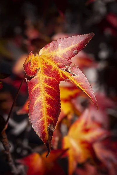 TREE LEAF WITH YELLOW AND BROWN COLORS. AUTUMN COLORS