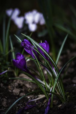 Çayırda yeşil otlu çiçekler ve arka planda beyaz çiçekler.