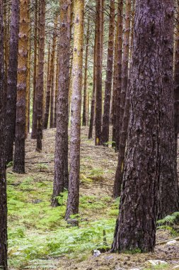 Ağaçlar Ormanı ve Yeşil Bitkiler