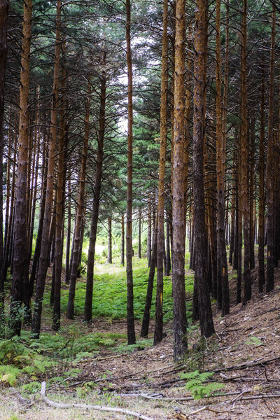 FOREST OF TREES AND GREEN HERBS