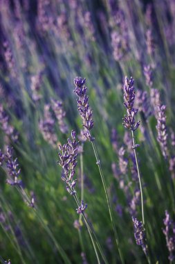 İspanya 'da yazın sonunda güneşle aydınlanan yeşil bir tarlada mavi lavanta çiçekleri.