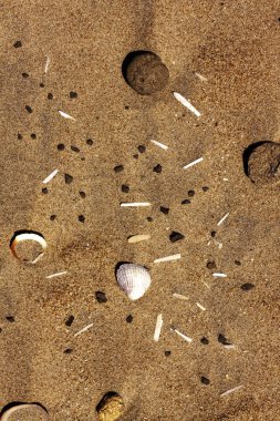 İspanya 'nın Cadiz kıyısındaki kum ve deniz kabuklarının dokusu