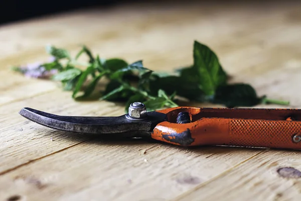 TIJERAS DE GARDENING SIGUIENTE A LAS SALIDAS VERDE EN LA MESA DE MADERA. FOTOGRAFÍA RUSTICA — Foto de Stock