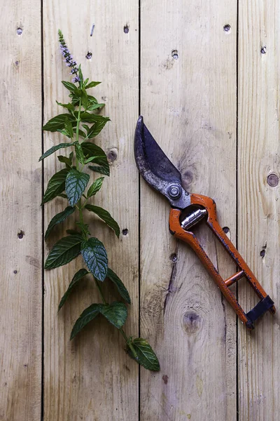 GARDENING SCISSORS NEXT TO GREEN LEAVES ON WOODEN TABLE. RUSTIC PHOTOGRAPHY