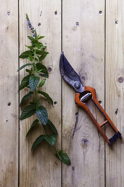 TIJERAS DE GARDENING SIGUIENTE A LAS SALIDAS VERDE EN LA MESA DE MADERA. FOTOGRAFÍA RUSTICA — Foto de Stock