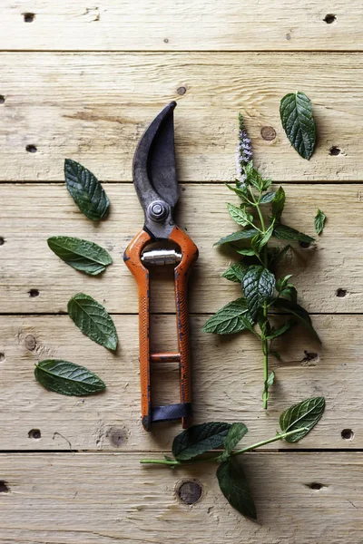 TIJERAS DE GARDENING SIGUIENTE A LAS SALIDAS VERDE EN LA MESA DE MADERA. FOTOGRAFÍA RUSTICA — Foto de Stock