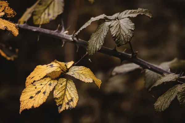 Sarı ve Yeşil yapraklı Bramble Dalı Sonbahar Renkleri