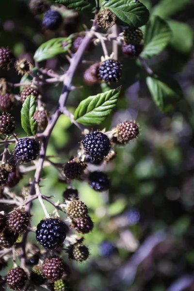 BLACKBERRIES OF THE FOREST ON BRANCHES. SUMMER END — Stock Photo, Image