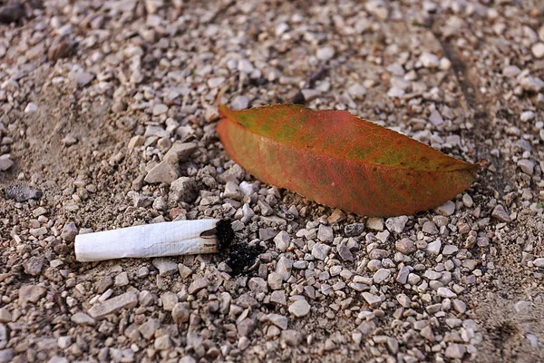 Faja de cigarro a través de la planta próxima a una hoja de árbol. ENTORNO DETERIORADO —  Fotos de Stock