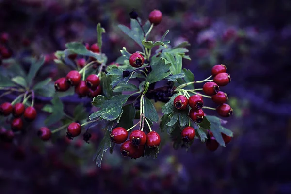 Az erdő vörös gyümölcse az ágon, zöld levelekkel a sötét alapon a nyár végén. — Stock Fotó