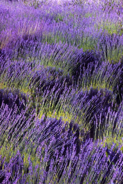 Textuur en kleuren van lavendelbloemenvelden en gele en groene kruiden — Stockfoto