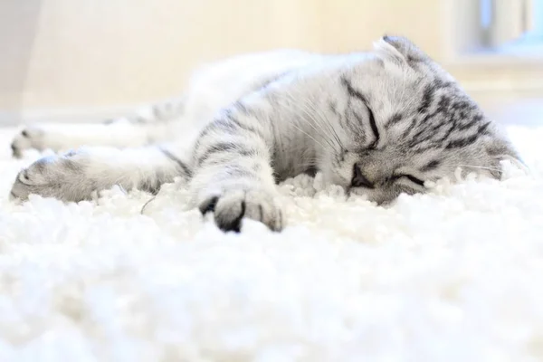 beautiful flowers. sleepy cat lay down on the sleeping Mat