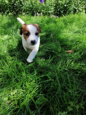 Bu Jack Russell Terrier 'in bir köpeği.
