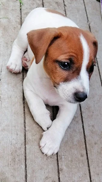 Jack Russell Terrier Bir Köpeği — Stok fotoğraf