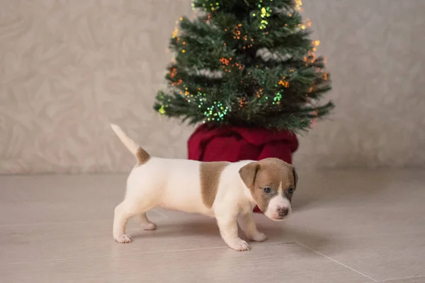 Jack Russell Terrier Kiskutyája — Stock Fotó