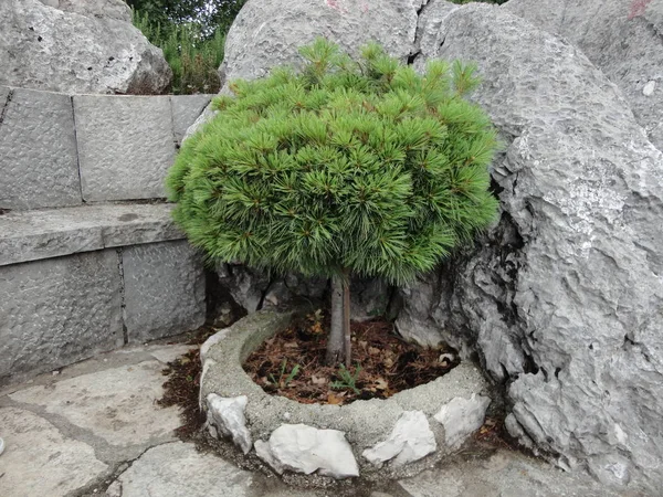 Dies Ist Ein Thuja Einem Botanischen Garten — Stockfoto